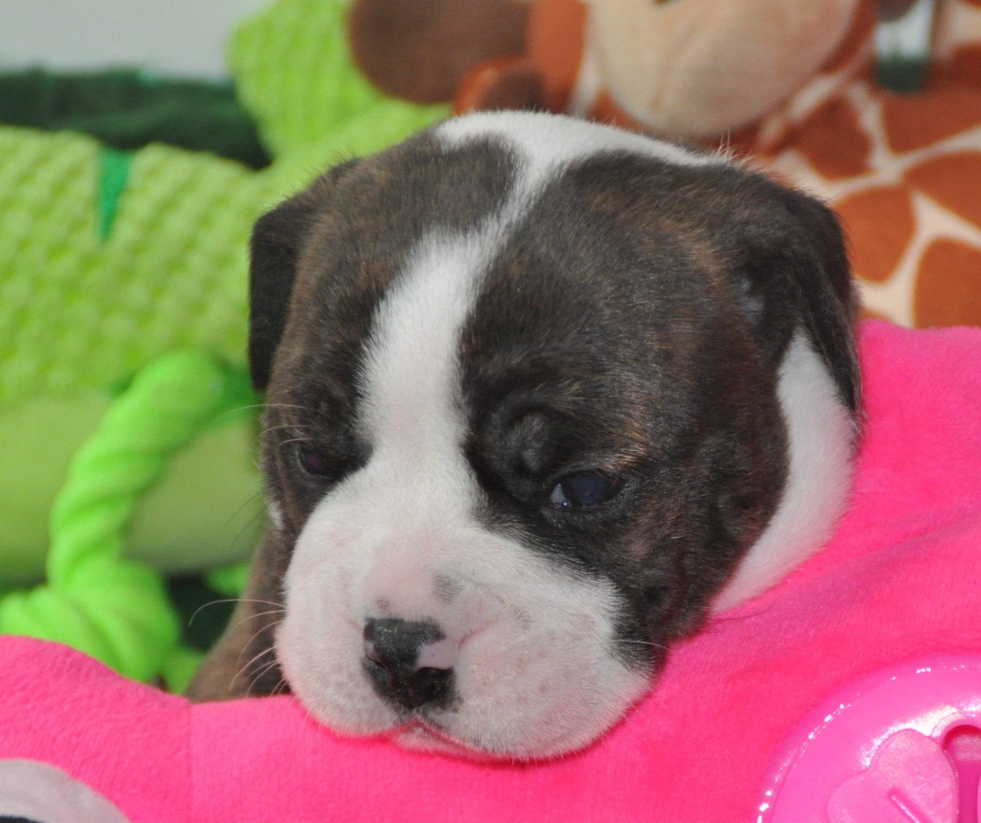 du Clos des Tulipes Noires - Chiots disponibles - Bulldog continental
