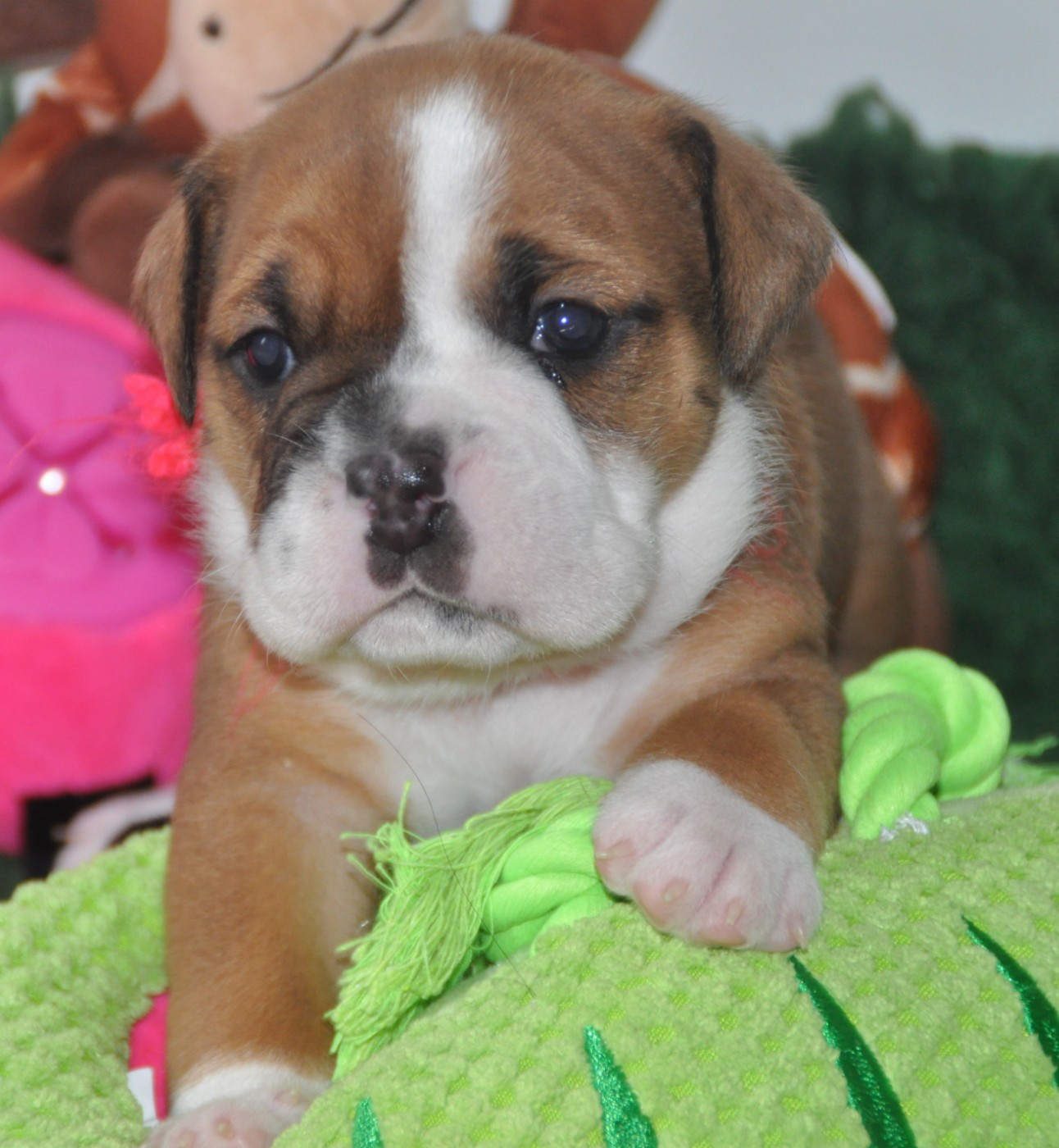 du Clos des Tulipes Noires - Chiots disponibles - Bulldog continental