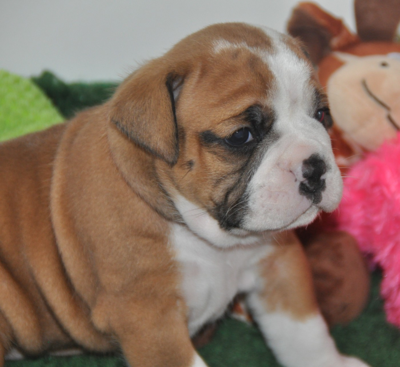 du Clos des Tulipes Noires - Chiots disponibles - Bulldog continental