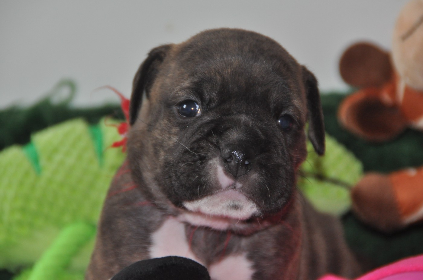 du Clos des Tulipes Noires - Chiots disponibles - Bulldog continental
