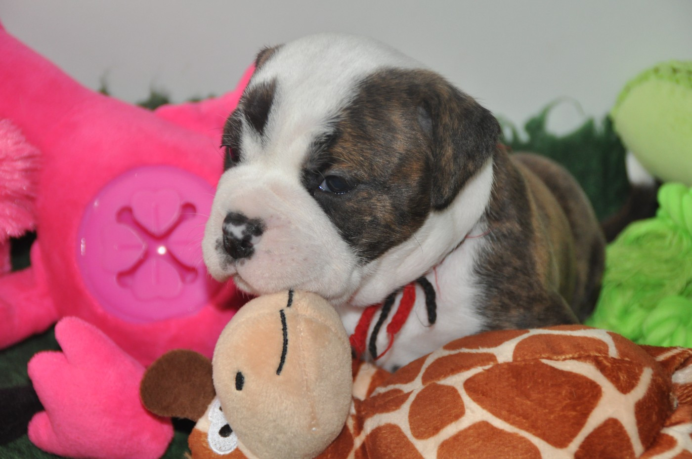 du Clos des Tulipes Noires - Chiots disponibles - Bulldog continental