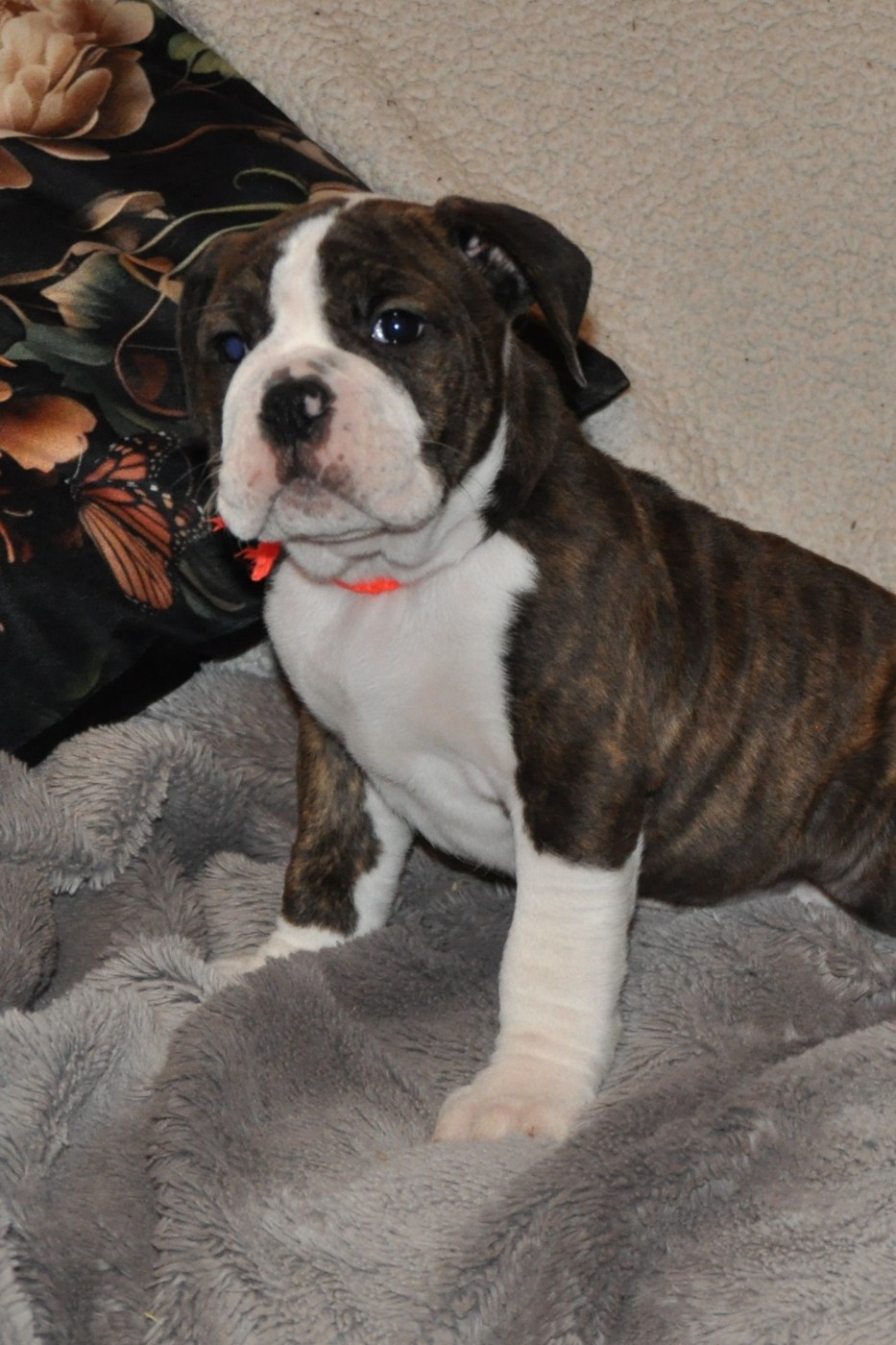 du Clos des Tulipes Noires - Chiots disponibles - Bulldog continental
