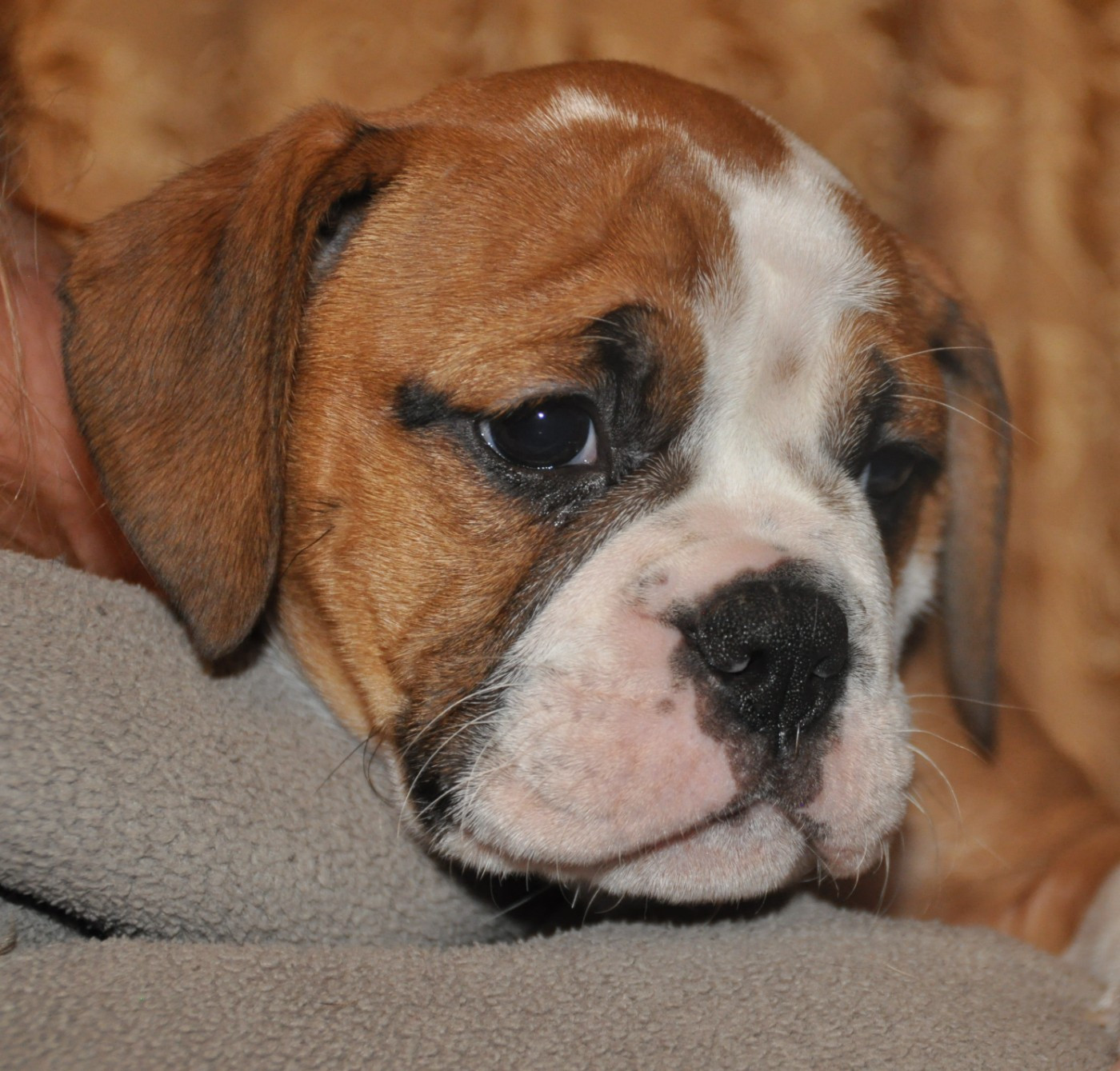 du Clos des Tulipes Noires - Chiots disponibles - Bulldog continental