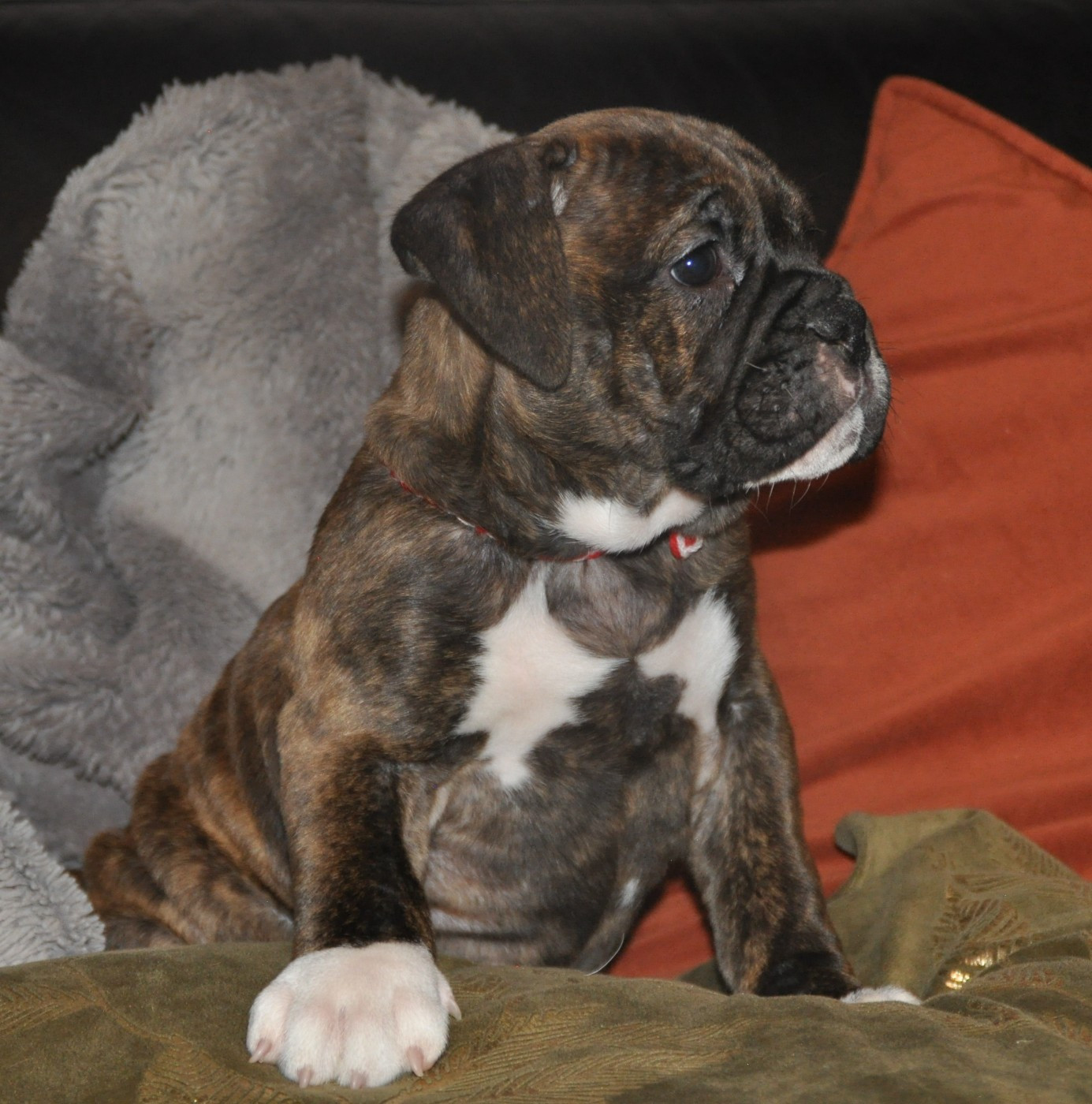 du Clos des Tulipes Noires - Chiots disponibles - Bulldog continental