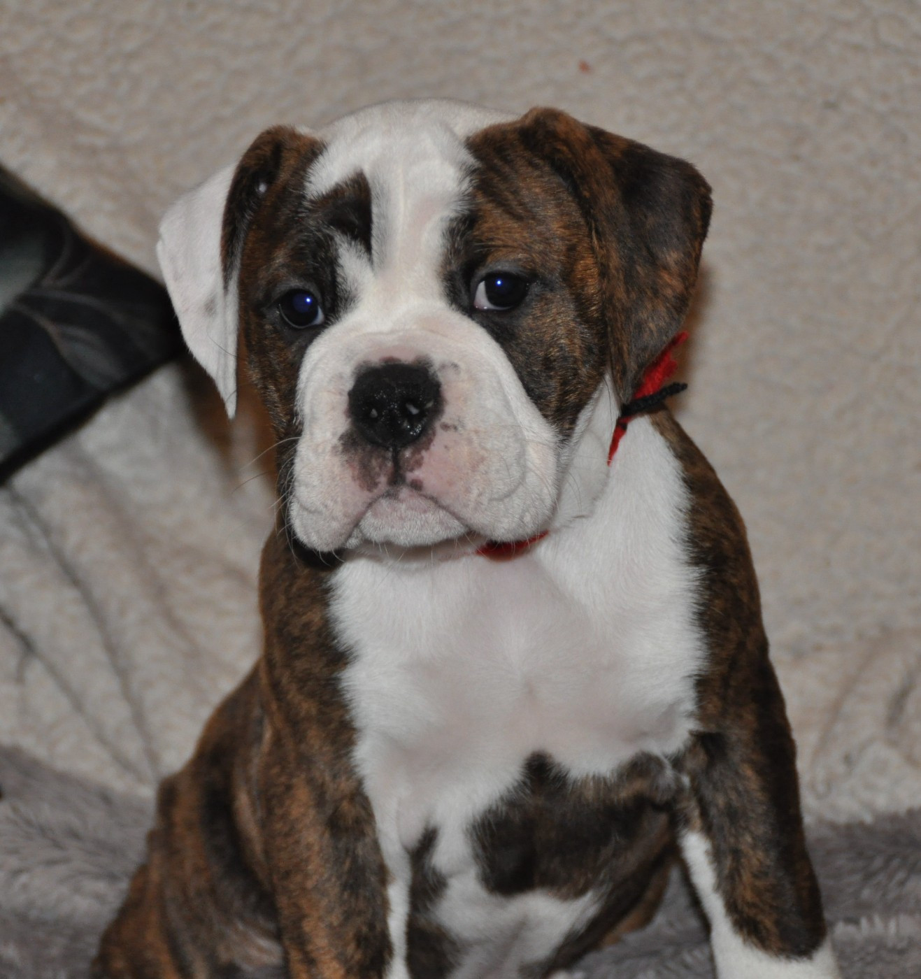 du Clos des Tulipes Noires - Chiots disponibles - Bulldog continental