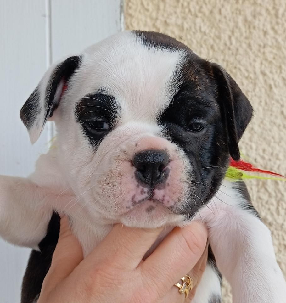 du Clos des Tulipes Noires - Chiots disponibles - Bulldog continental