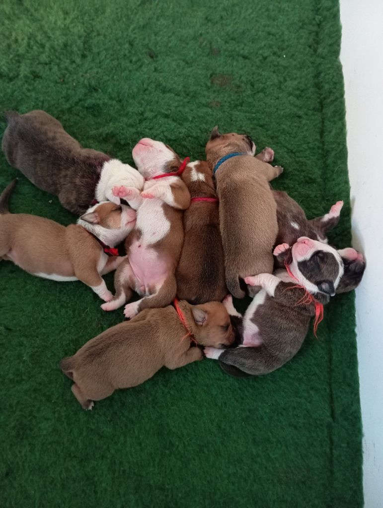 Chiot Bulldog continental du Clos des Tulipes Noires