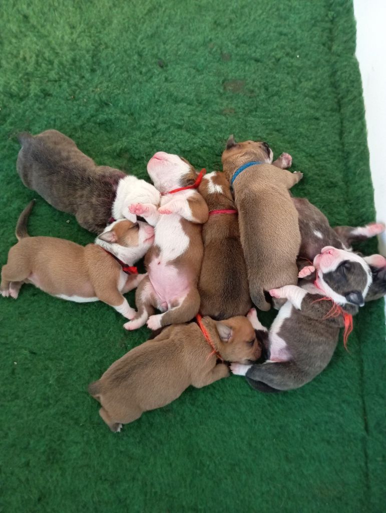 du Clos des Tulipes Noires - Chiots disponibles - Bulldog continental