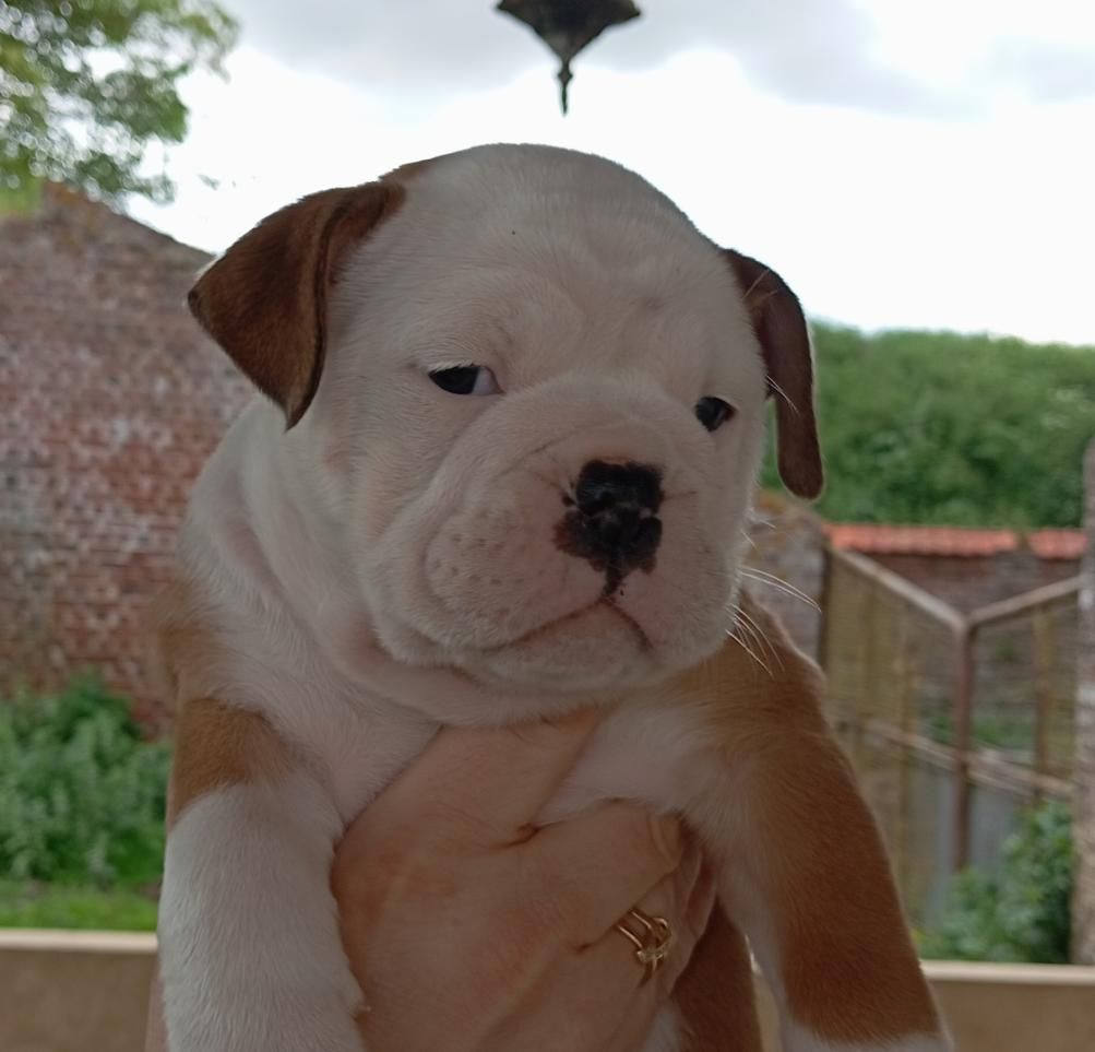 du Clos des Tulipes Noires - Chiots disponibles - Bulldog continental